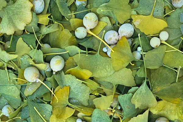 384050 - Ginkgo (Ginkgo biloba)