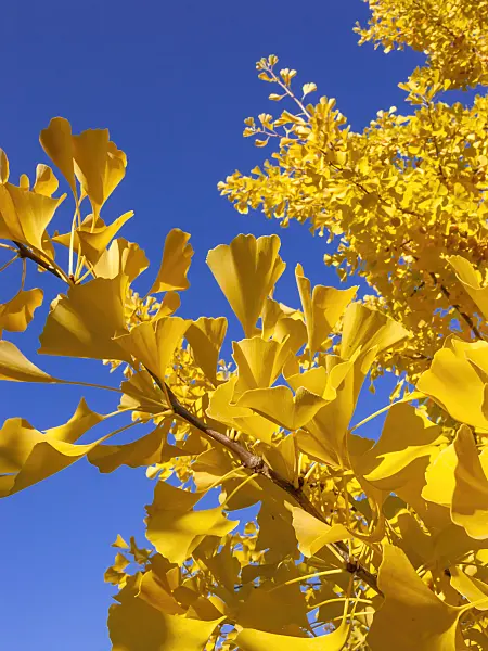 406043 - Ginkgo (Ginkgo biloba)