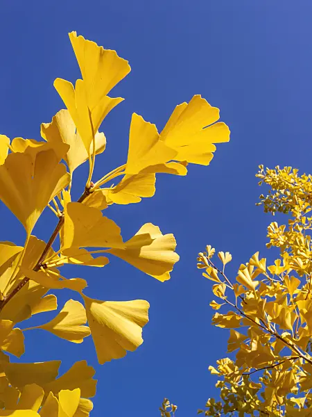 406044 - Ginkgo (Ginkgo biloba)