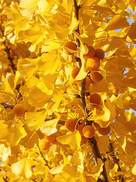 431061 - Ginkgo (Ginkgo biloba)