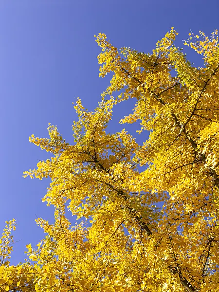 431071 - Ginkgo (Ginkgo biloba)