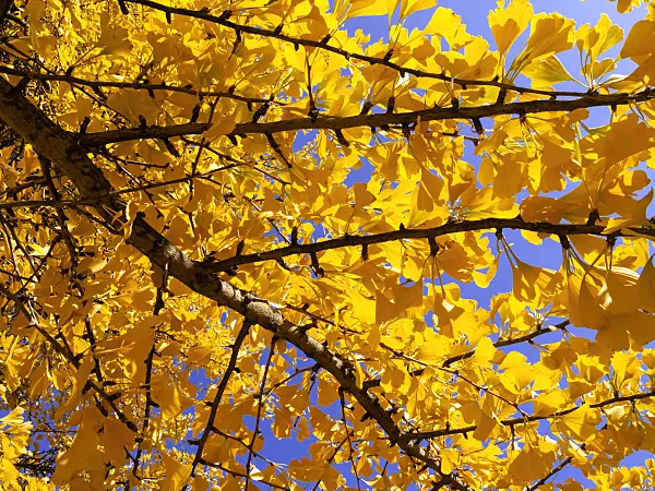 431077 - Ginkgo (Ginkgo biloba)