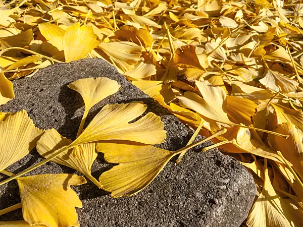 431078 - Ginkgo (Ginkgo biloba)