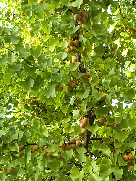 442038 - Ginkgo (Ginkgo biloba)