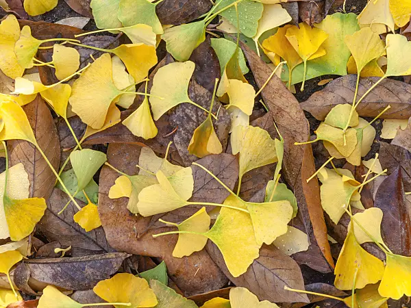 443003 - Ginkgo (Ginkgo biloba)