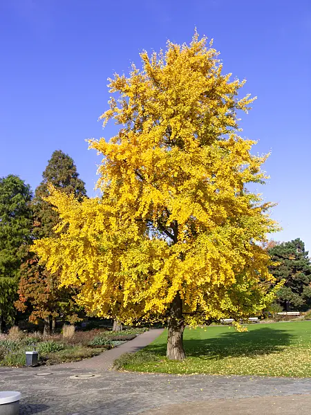 465277 - Ginkgo (Ginkgo biloba)