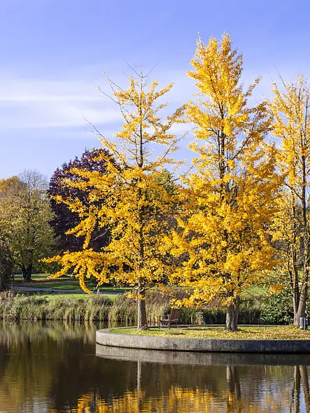 465286 - Ginkgo (Ginkgo biloba)