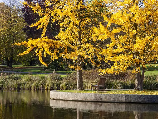 465287 - Ginkgo (Ginkgo biloba)