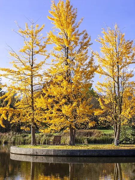 465288 - Ginkgo (Ginkgo biloba)