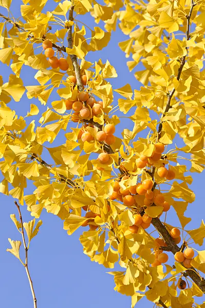 478006 - Ginkgo (Ginkgo biloba)