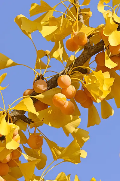 478007 - Ginkgo (Ginkgo biloba)