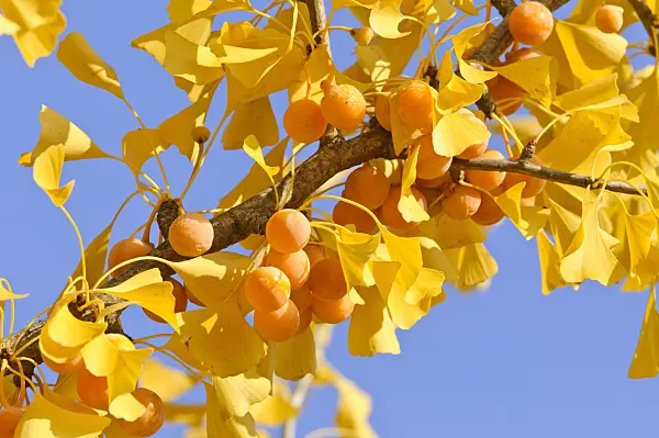 478008 - Ginkgo (Ginkgo biloba)
