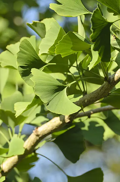 500002 - Ginkgo (Ginkgo biloba)