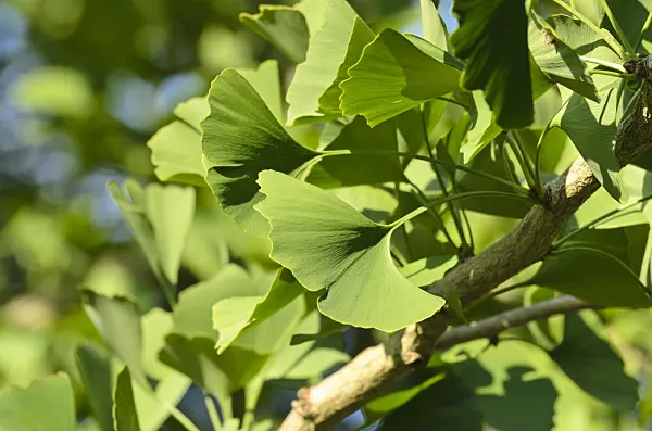 500003 - Ginkgo (Ginkgo biloba)