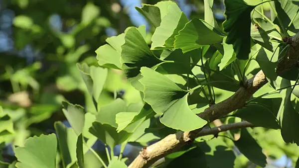 500006 - Ginkgo (Ginkgo biloba)