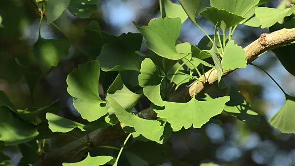 500007 - Ginkgo (Ginkgo biloba)