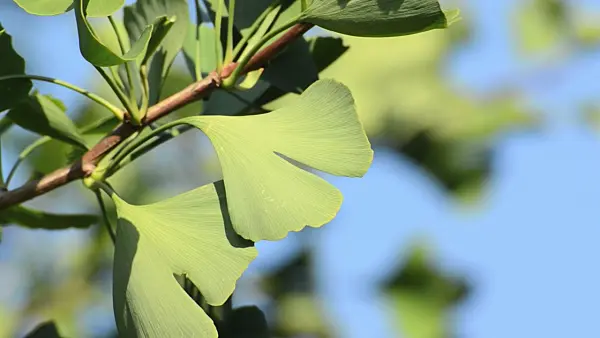 500008 - Ginkgo (Ginkgo biloba)