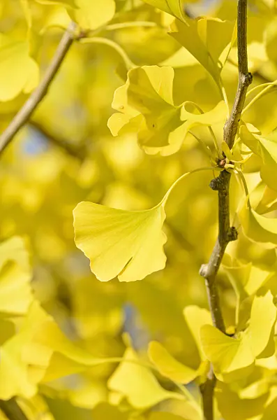 501102 - Ginkgo (Ginkgo biloba)