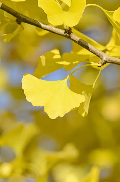 501104 - Ginkgo (Ginkgo biloba)