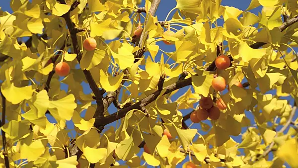501110 - Ginkgo (Ginkgo biloba)