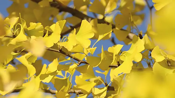 501111 - Ginkgo (Ginkgo biloba)