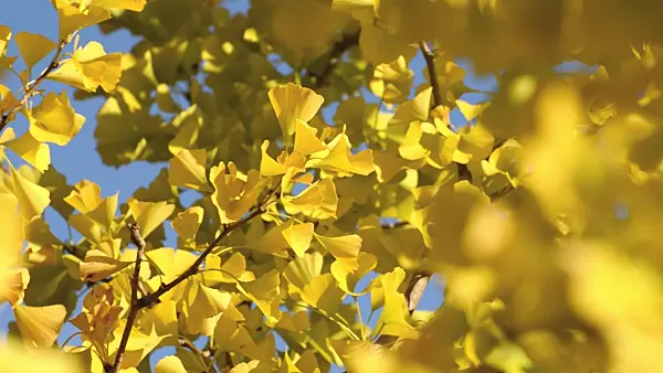 501112 - Ginkgo (Ginkgo biloba)