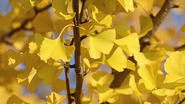 501179 - Ginkgo (Ginkgo biloba)
