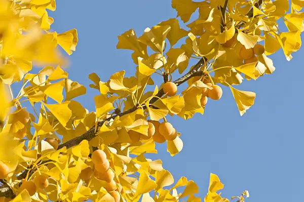 513060 - Ginkgo (Ginkgo biloba)