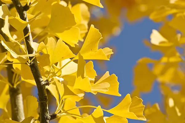 513061 - Ginkgo (Ginkgo biloba)