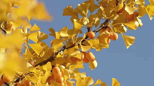 513067 - Ginkgo (Ginkgo biloba)