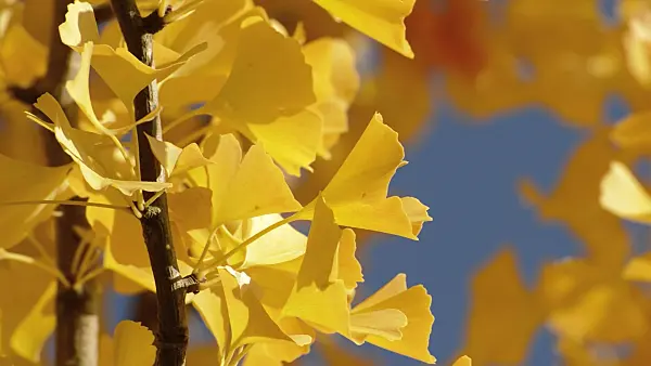 513068 - Ginkgo (Ginkgo biloba)