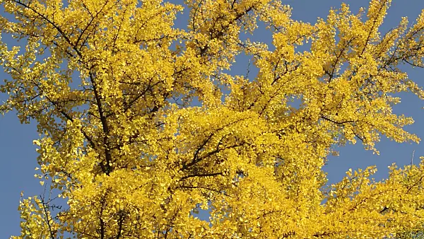 513069 - Ginkgo (Ginkgo biloba)