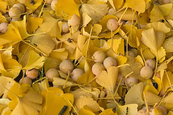 513153 - Ginkgo (Ginkgo biloba)