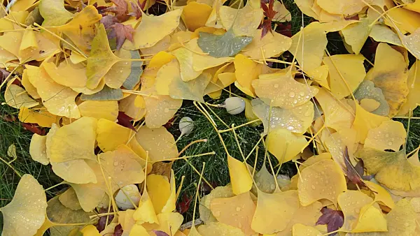513154 - Ginkgo (Ginkgo biloba)