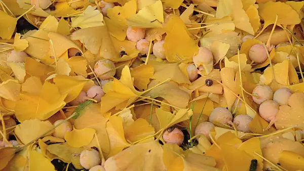 513161 - Ginkgo (Ginkgo biloba)