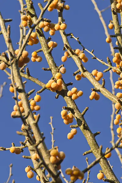 514044 - Ginkgo (Ginkgo biloba)