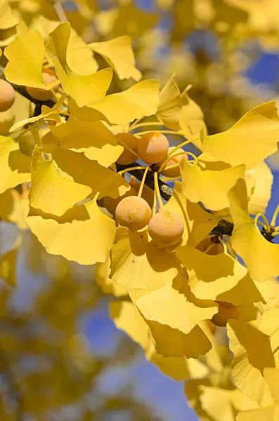 525425 - Ginkgo (Ginkgo biloba)