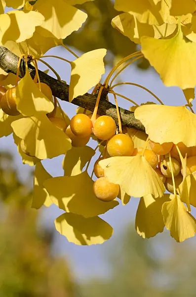 525426 - Ginkgo (Ginkgo biloba)