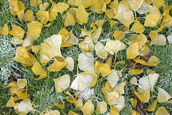535407 - Ginkgo (Ginkgo biloba)