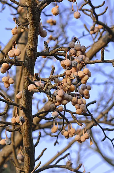 551019 - Ginkgo (Ginkgo biloba)