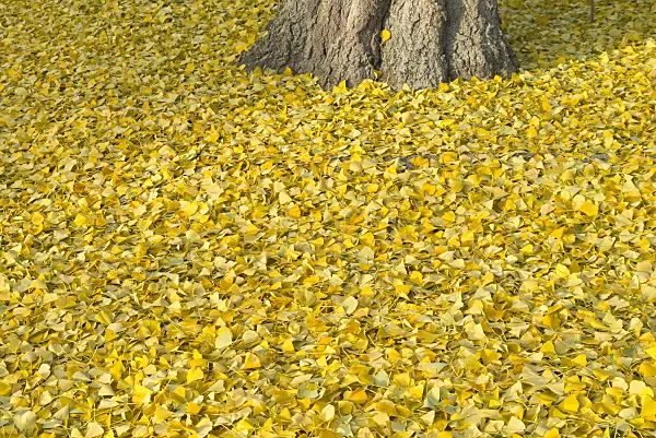 562024 - Ginkgo (Ginkgo biloba)