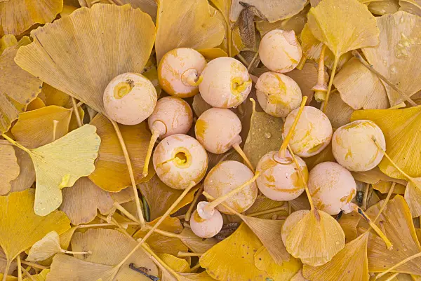 565018 - Ginkgo (Ginkgo biloba)