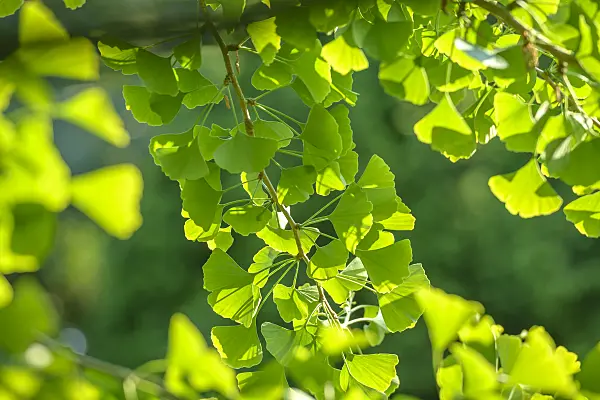 575111 - Ginkgo (Ginkgo biloba)
