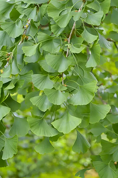575112 - Ginkgo (Ginkgo biloba)