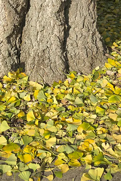 609052 - Ginkgo (Ginkgo biloba)