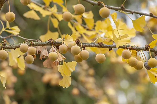 616401 - Ginkgo (Ginkgo biloba)