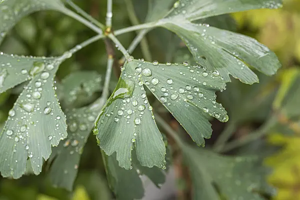 616402 - Ginkgo (Ginkgo biloba)