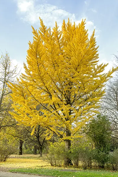 625221 - Ginkgo (Ginkgo biloba)