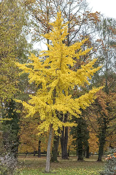 625222 - Ginkgo (Ginkgo biloba)