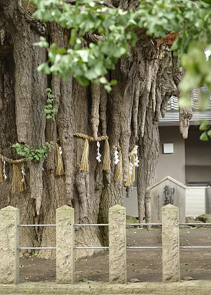 616396 - Ginkgo (Ginkgo biloba), about 1000 years old, Nigatake, Japan